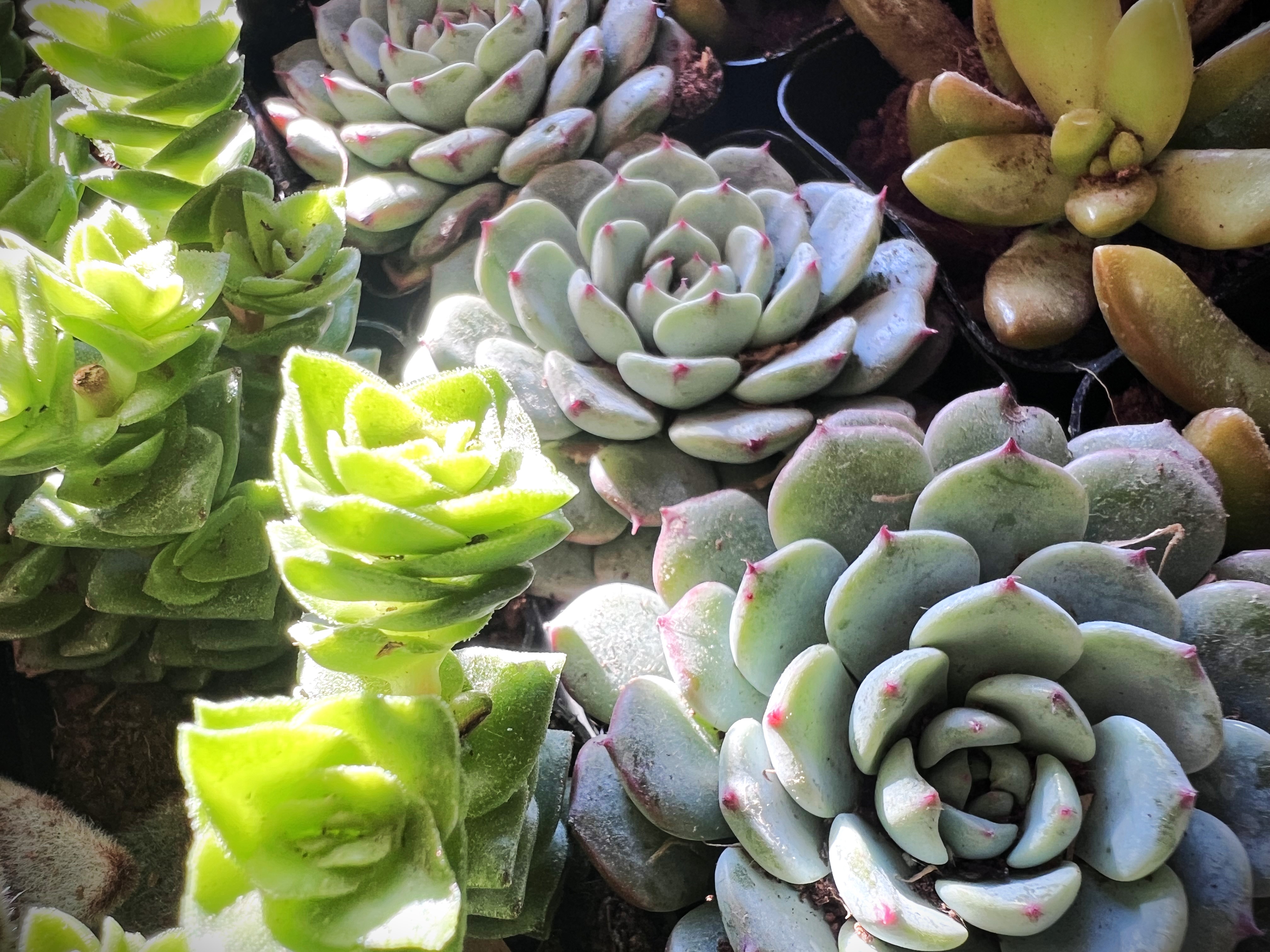 Close up photo of 3 varieties of succulents