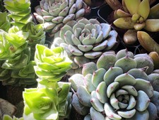 Registration: Succulents, Grapevine, & Wine